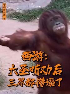综影视之美人生存手札花残忘日封面